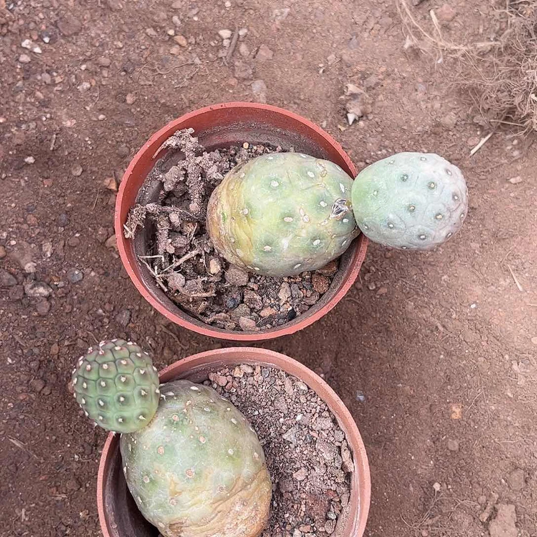 无花朵浅****）徐志也两颗