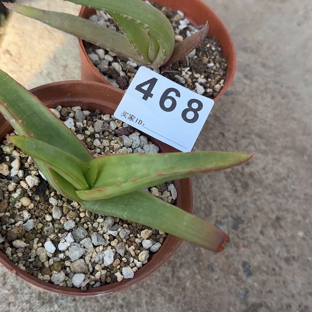 【闪购商品】百**.块根植物布纹球