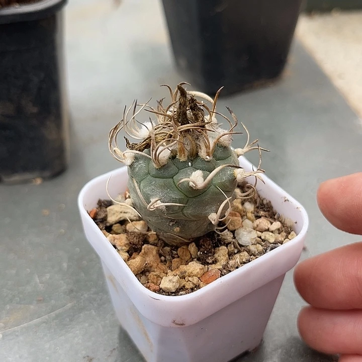 无花朵实生豪刺娇丽一物一拍