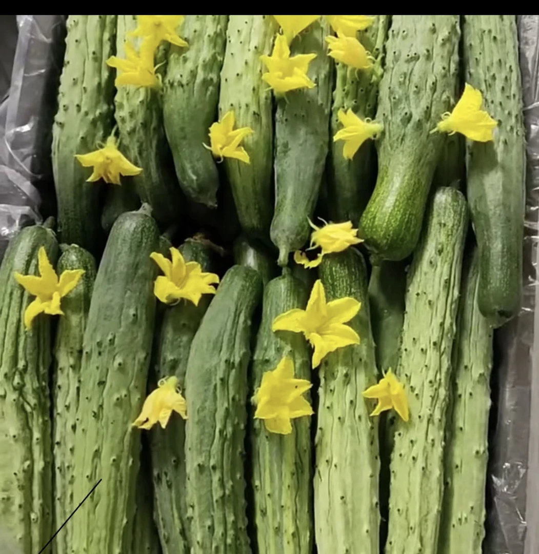 山河白黄瓜（种子）