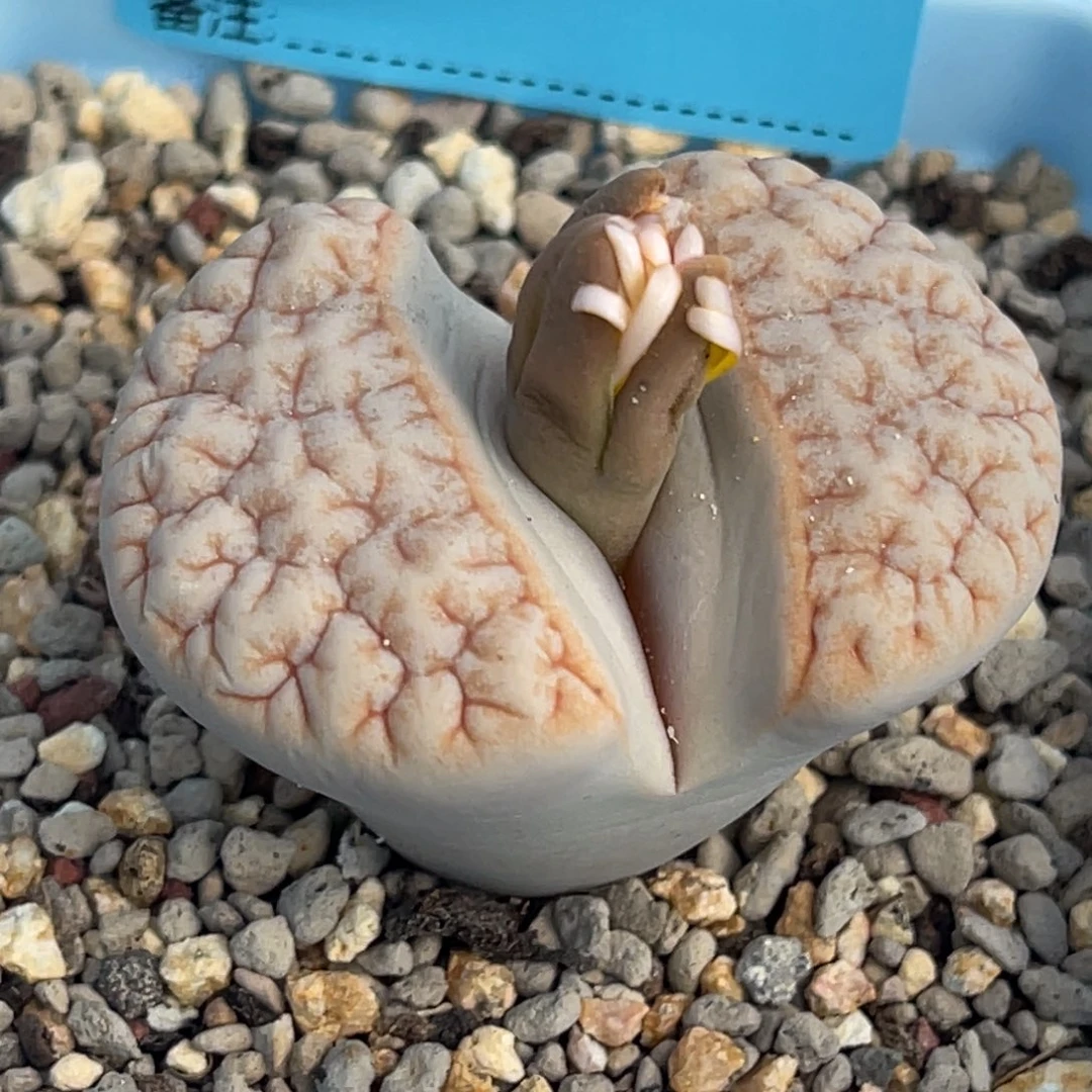 8119凹凸铁189一颗