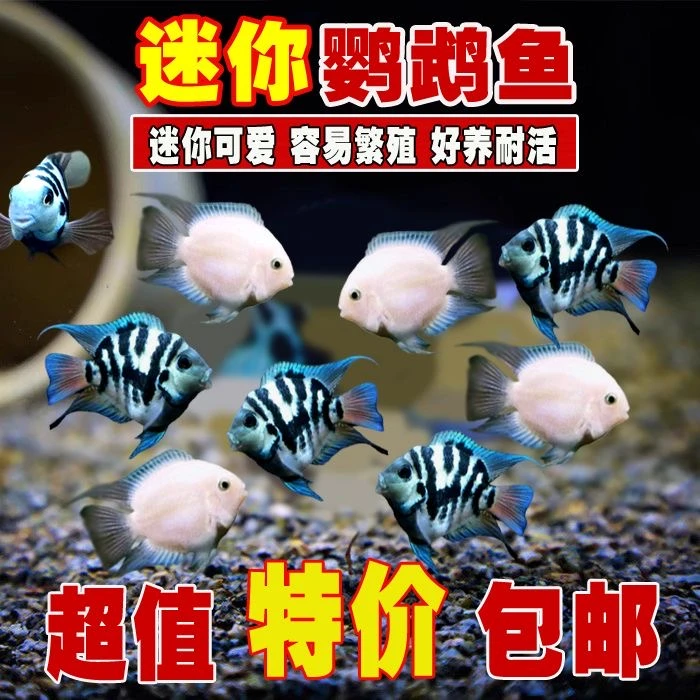小型观赏鱼迷你鹦鹉鱼耐活热带活体宝蓝白金胭脂粉成鱼好养淡水