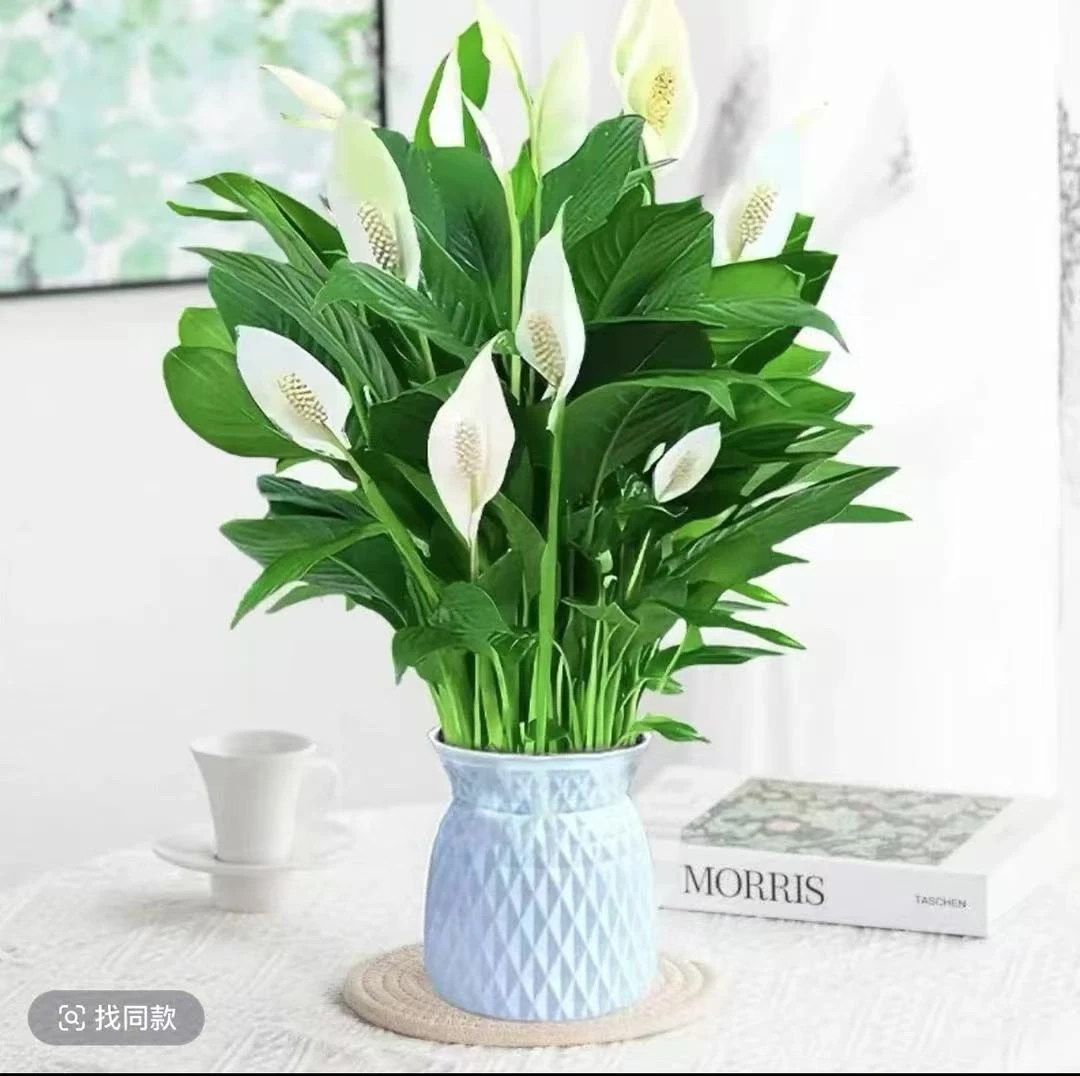 一帆风顺卉绿植物盆栽水培白掌室内客厅摆放耐寒冷净化空气HH2