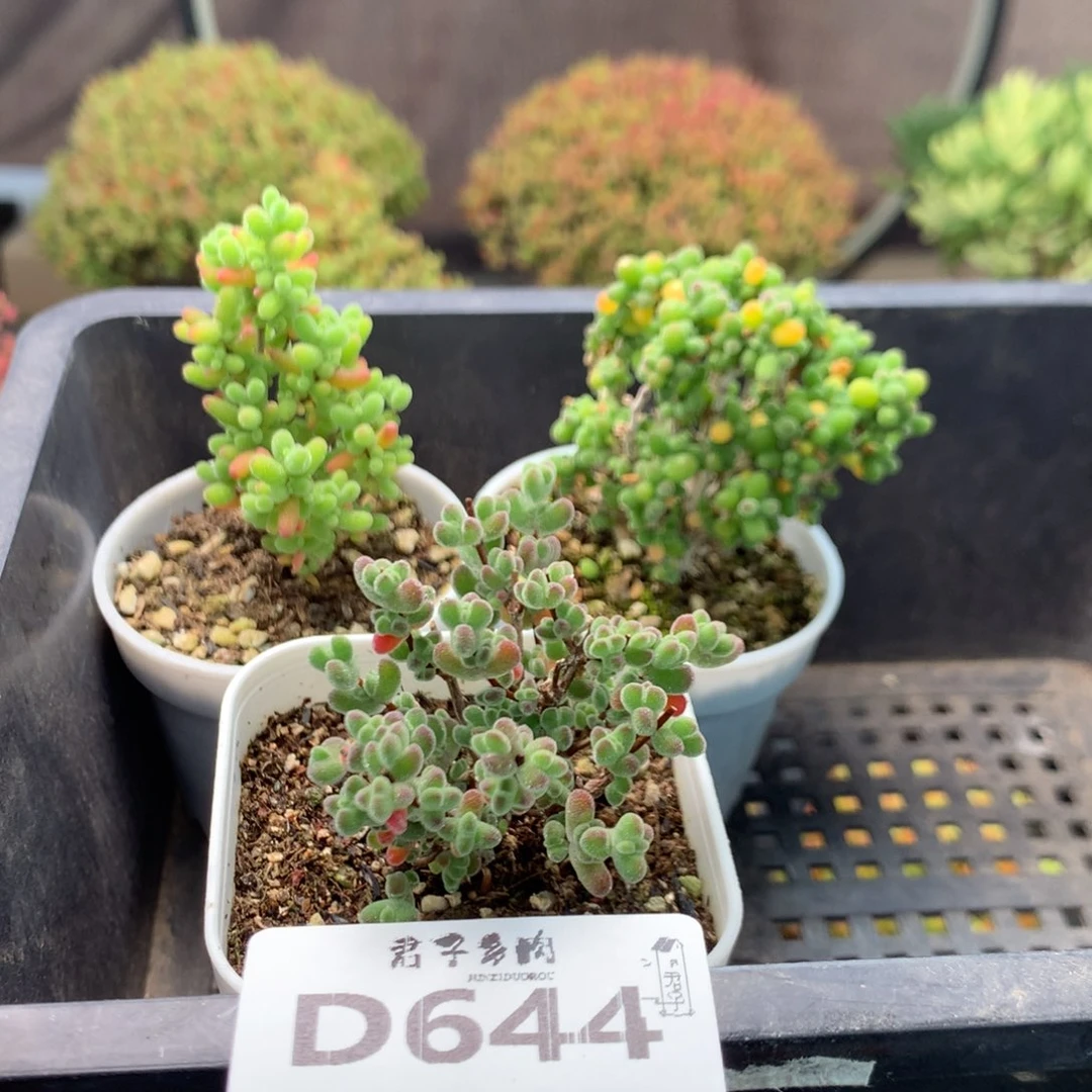 644蜜橘莱斯葡萄米