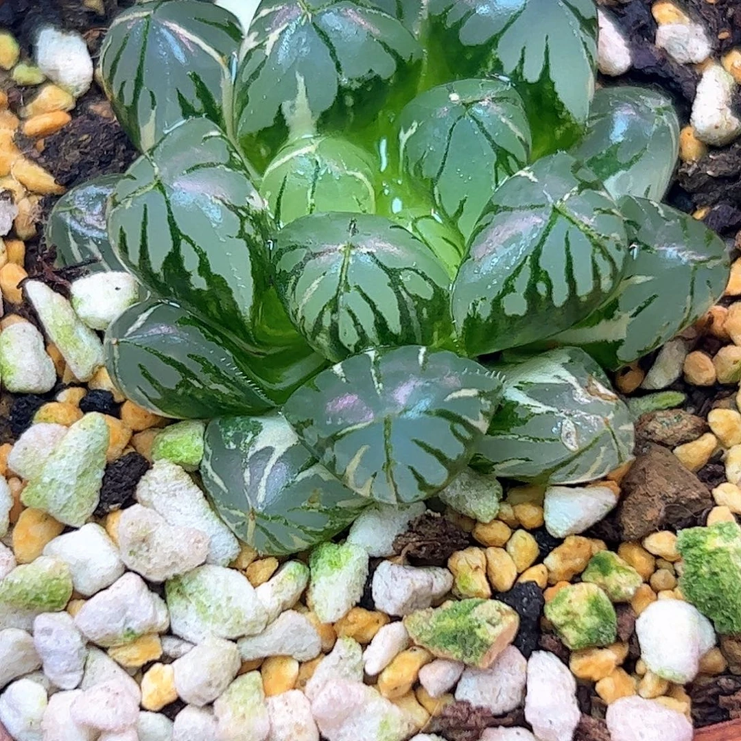 水晶灯锦十二卷多肉