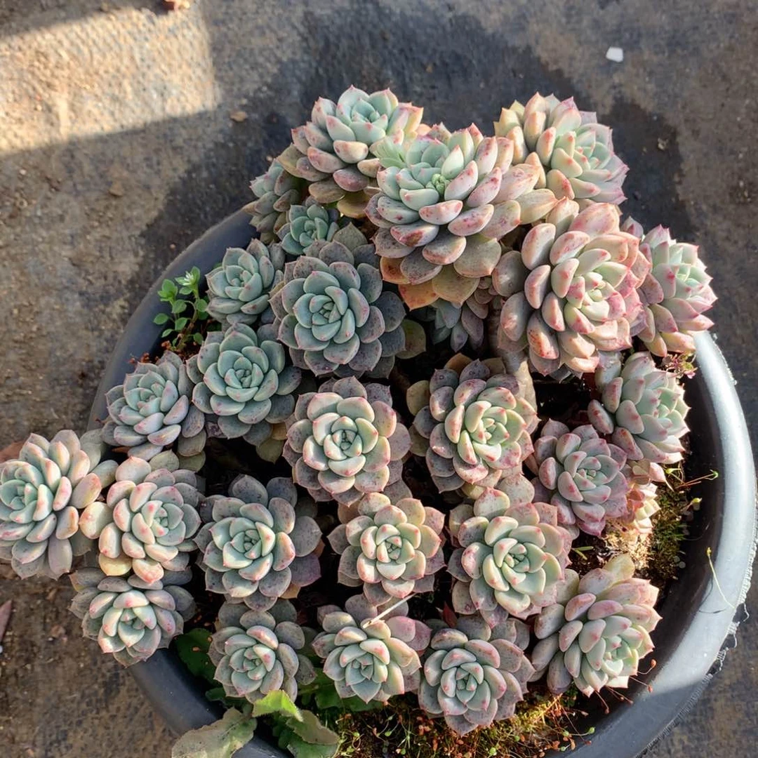 粉布偶多肉一物一拍