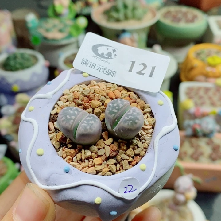 生石花花花花花花花121