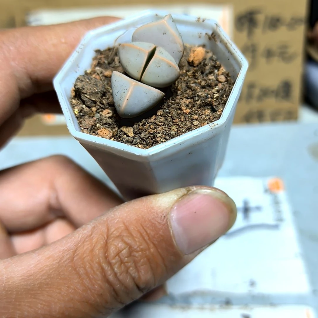 满6元包邮，魔域小苗