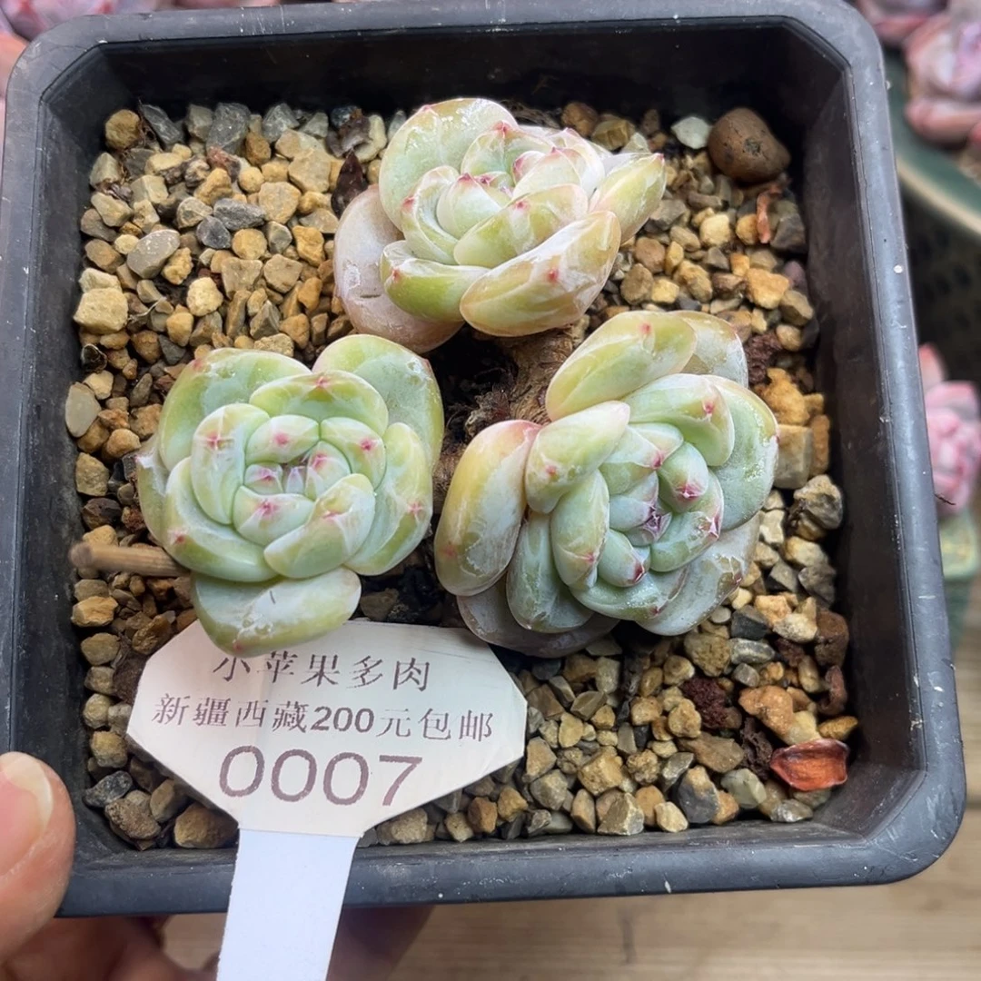 解***忧黄底紫心007/8cm3头