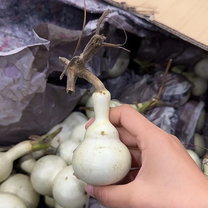 ****战葫芦ggggggggggggg