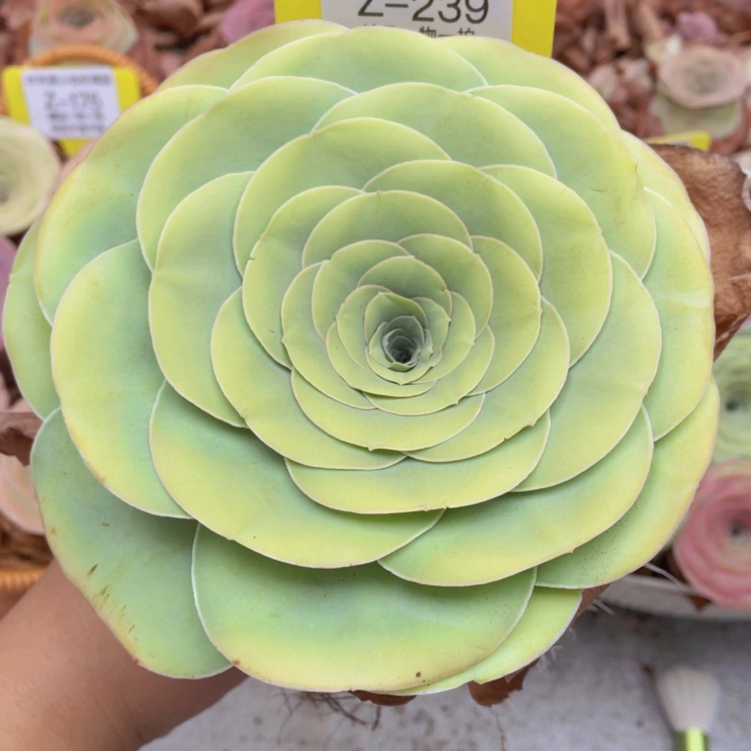 山地玫瑰Z239裸根发货不售后