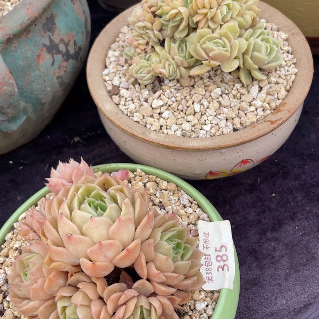 昂斯诺，昂斯诺缀化多肉
