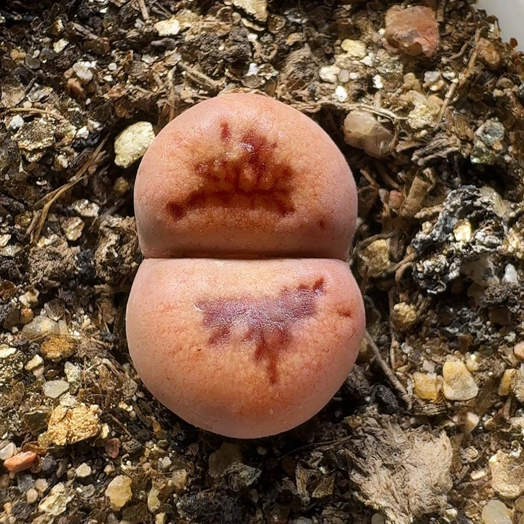 生石花111111。  138