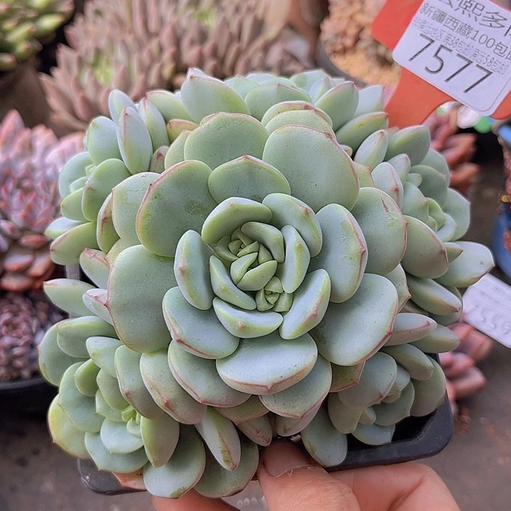 7577香草。