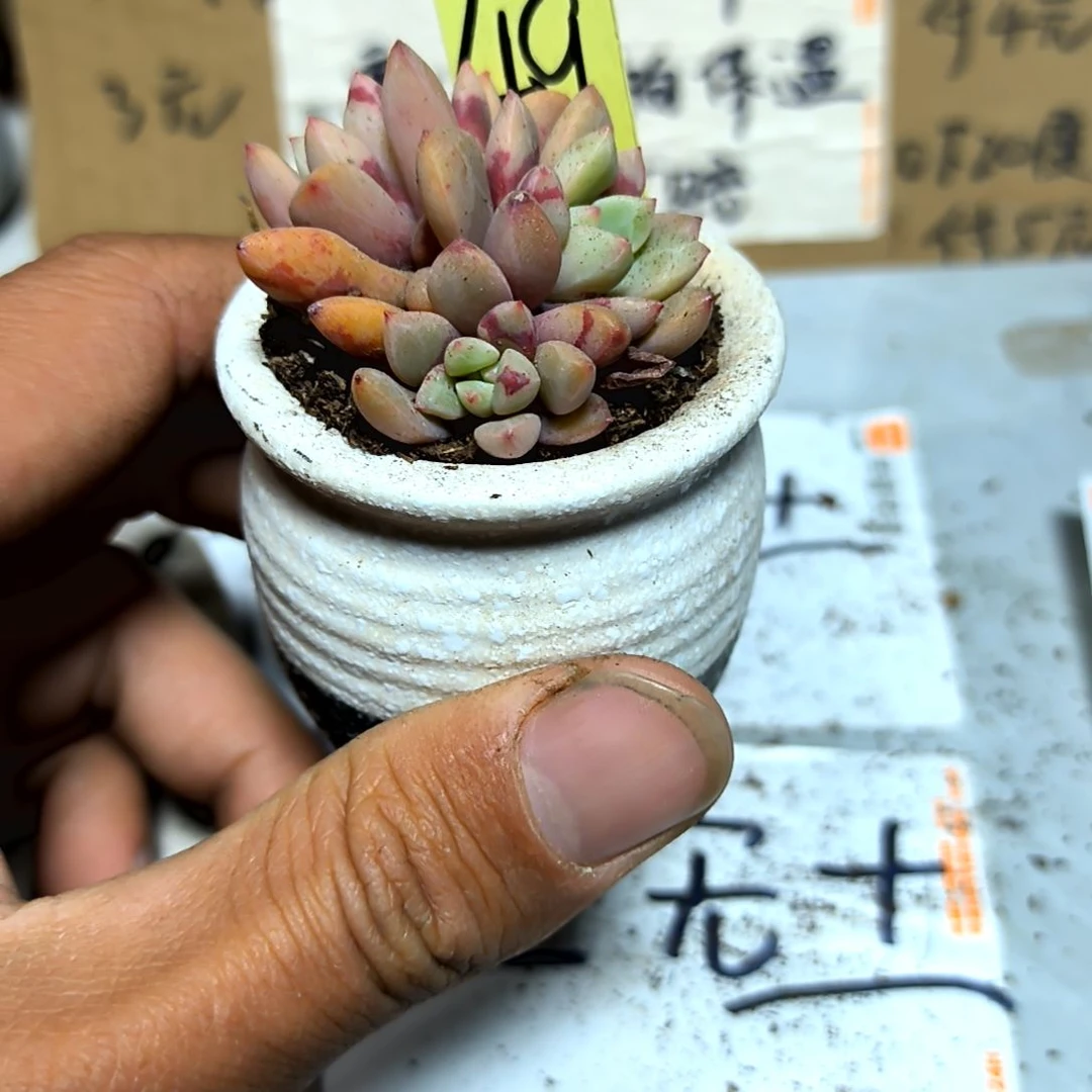 满6元包邮，血燕群