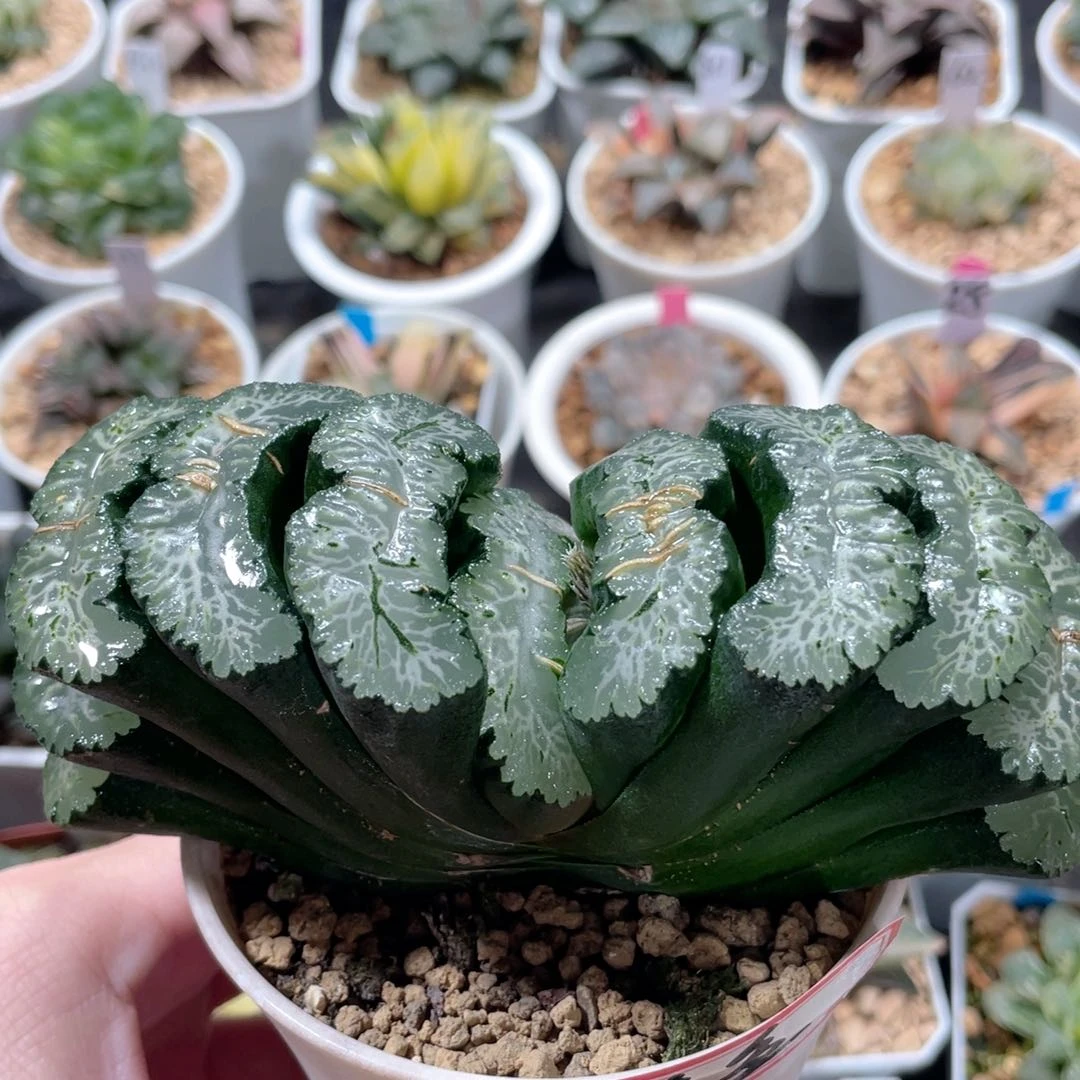 大*嗤道长玉扇。