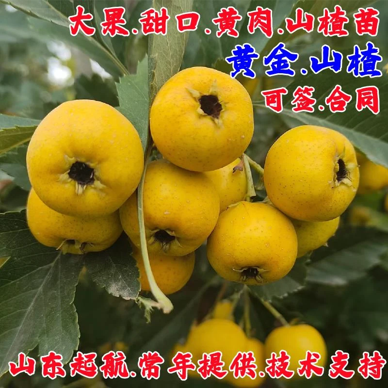 纯甜黄山楂树活苗嫁接甜黄山楂苗盆栽庭院黄金豆果苗南方北方种植