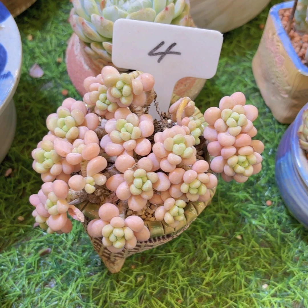 D****e我的小可爱们都好可爱