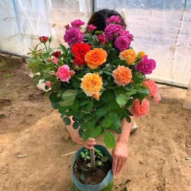 顺丰包邮 小高杆棒棒糖树桩月季 当年开花 耐寒耐热 庭院阳台栽种