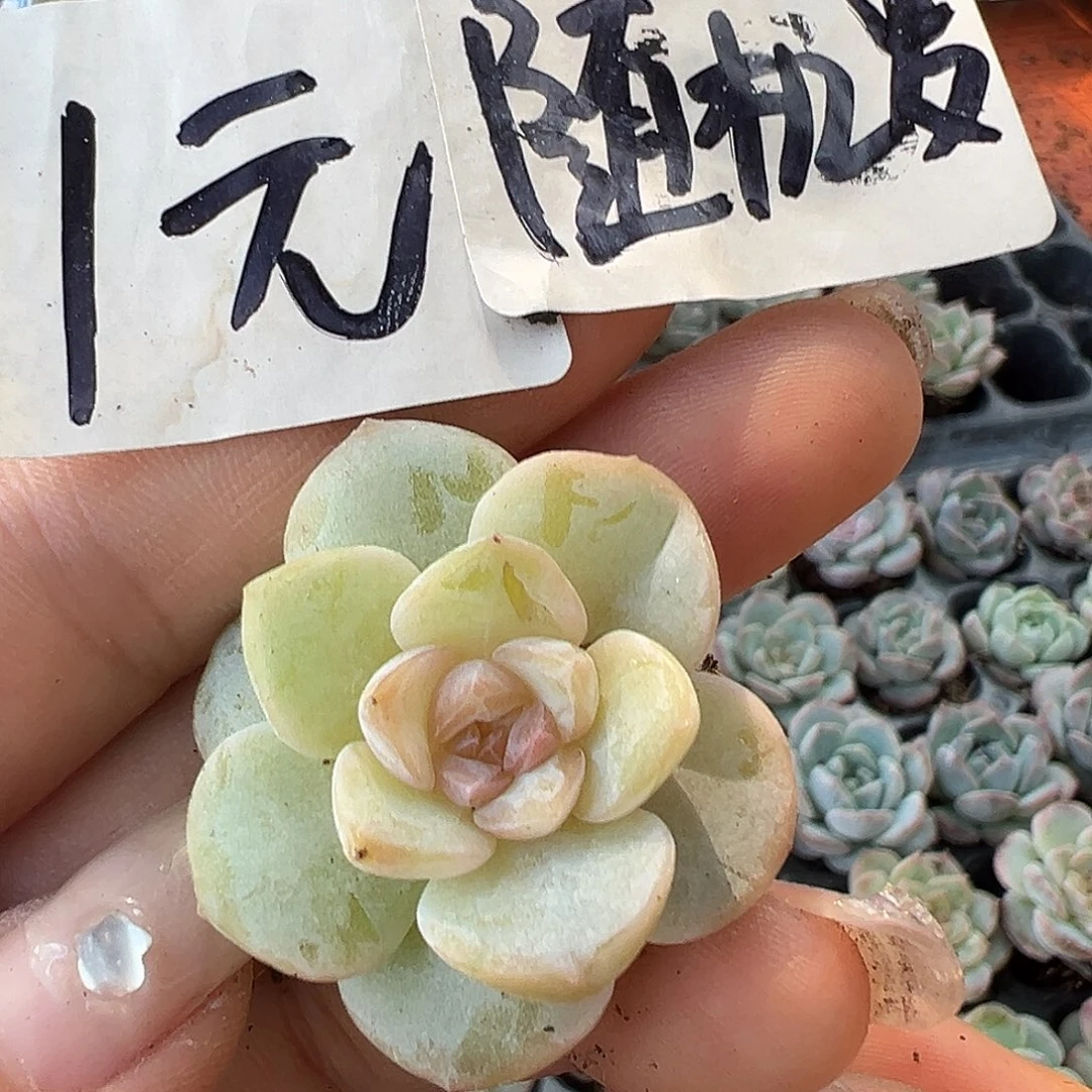 1元满19.9包邮喜欢直接拍