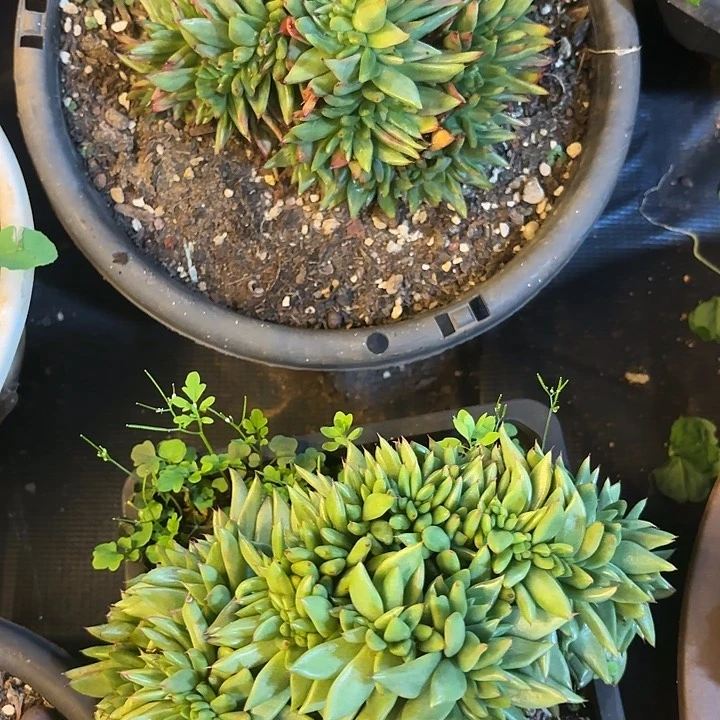 橙乌木缀       25