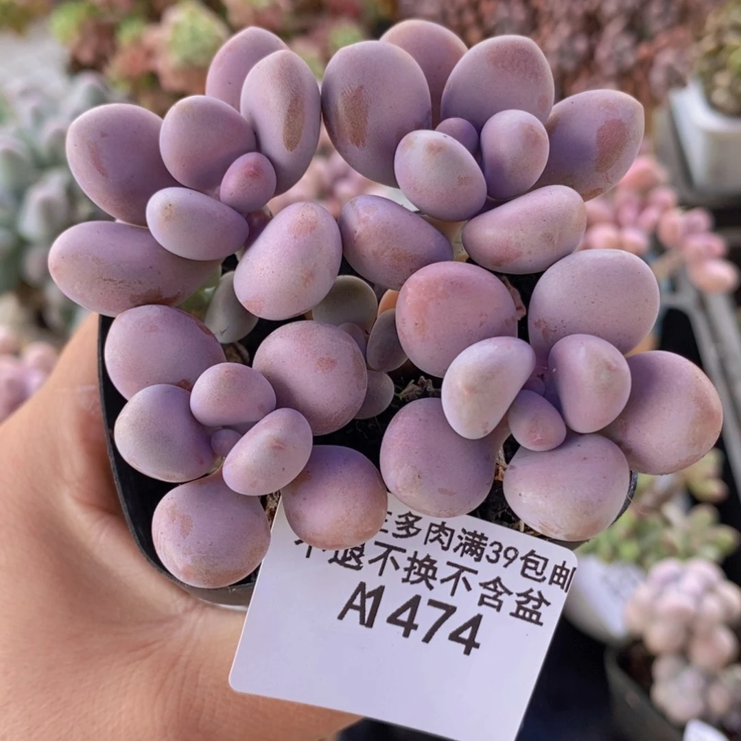 腰子桃蛋7cm474多肉植物