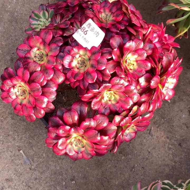 686美肌多肉植物