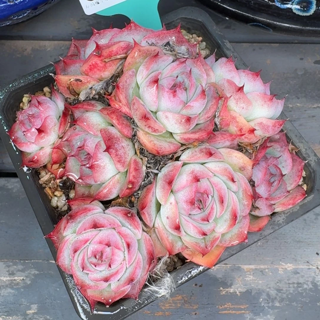 从前慢多肉精选编号1221.164