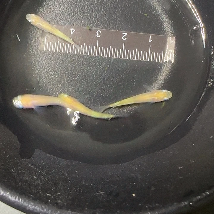 青鳉鱼青鱂萤火虫58