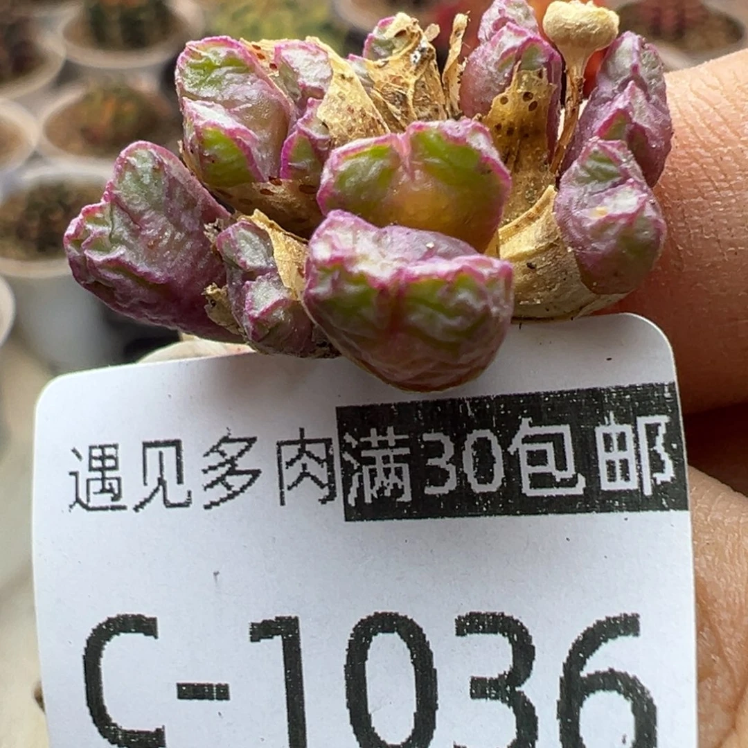 多肉植物111111111