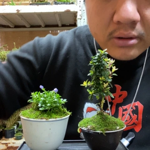 红陶一物一拍所见即所得37