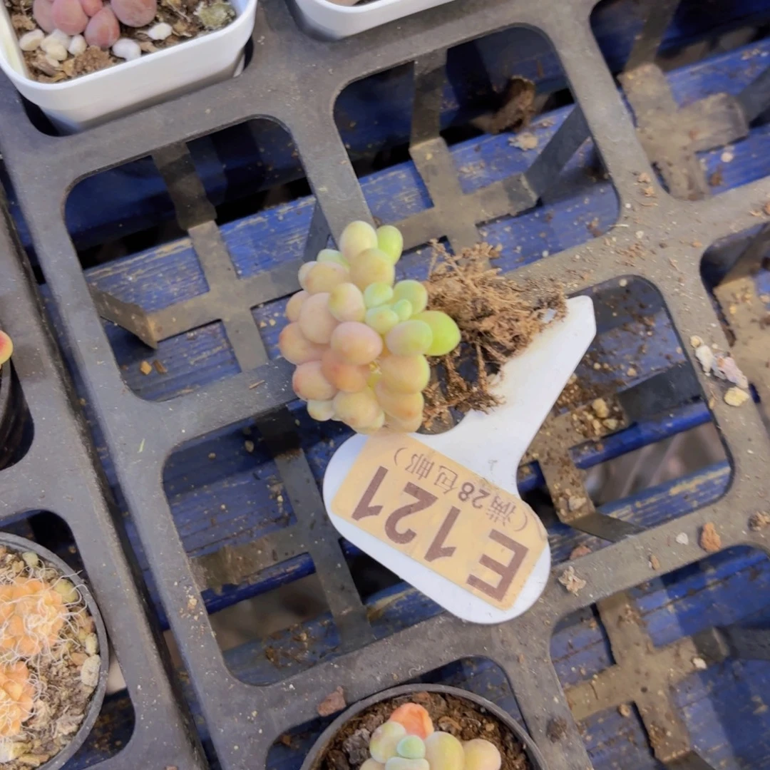 O***E121鱼子酱一物一拍