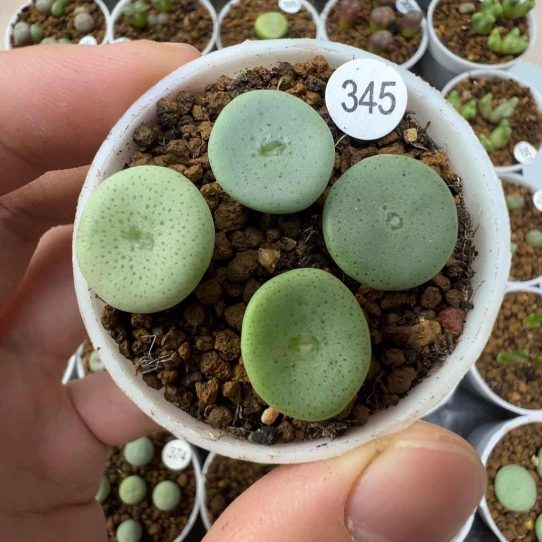 酒杯一颗脱土345000