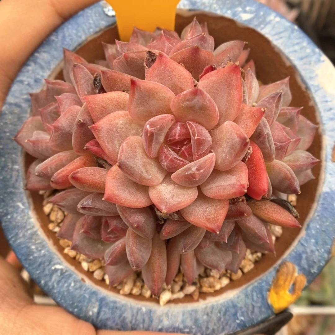 糖心琥珀捧花311号