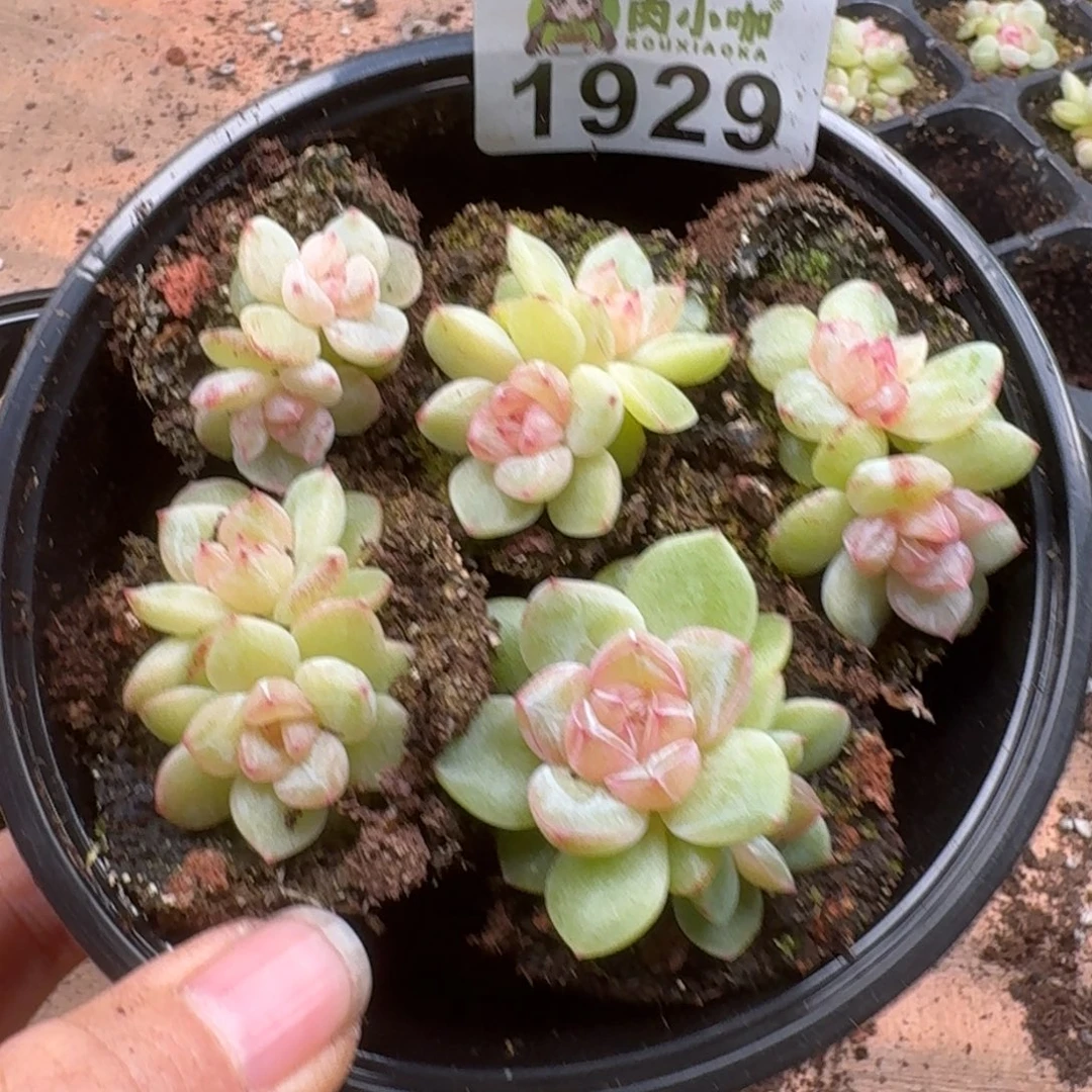 多肉植物多肉植物