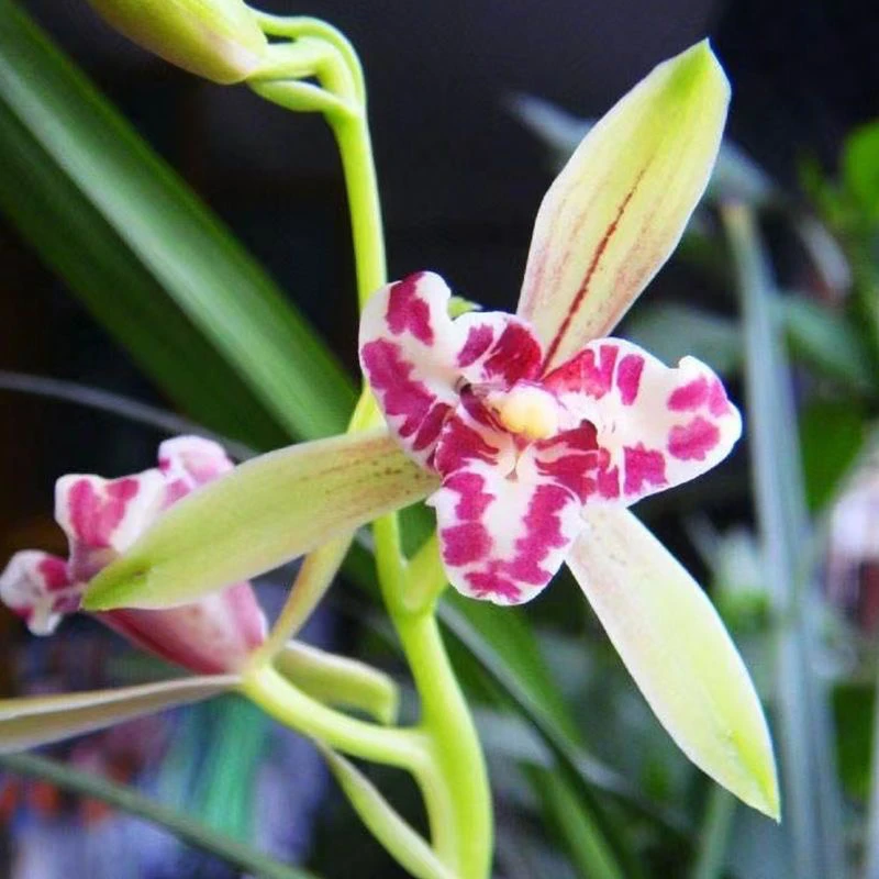 建兰名品吹吹蝶四季兰花峨眉三星蝶红花室内花卉绿植盆栽对版包邮