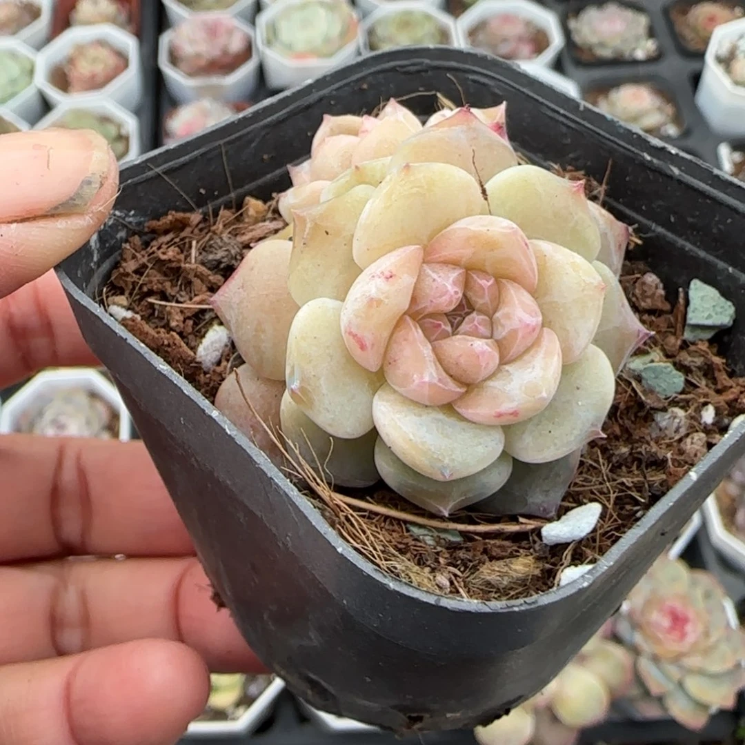 多肉小卡拉米糖心一物一拍