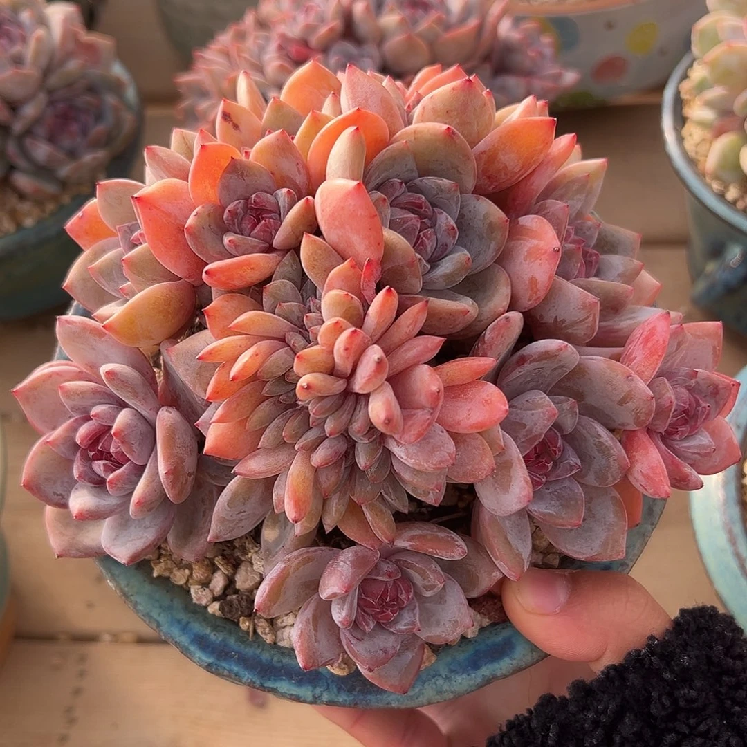 14头带缀钻石糖心哈哈