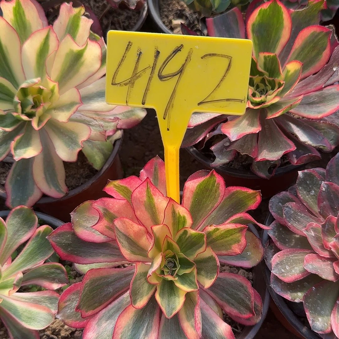 4192+--魅影多头多肉