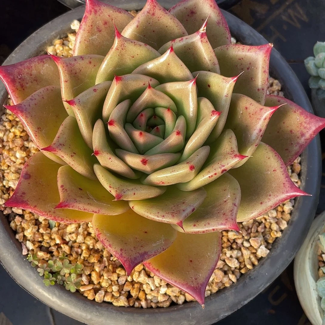 多肉植物一物一拍