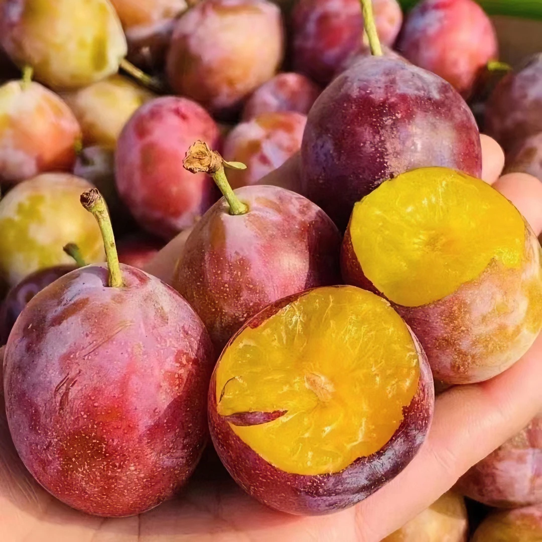 智利西梅 多汁多肉 口感甜 微带果酸