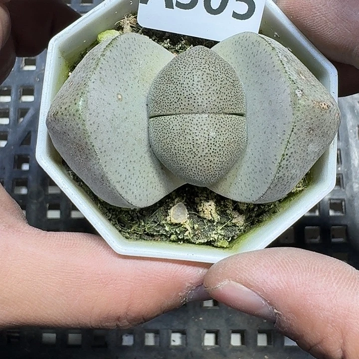 305 多肉植物多肉植物