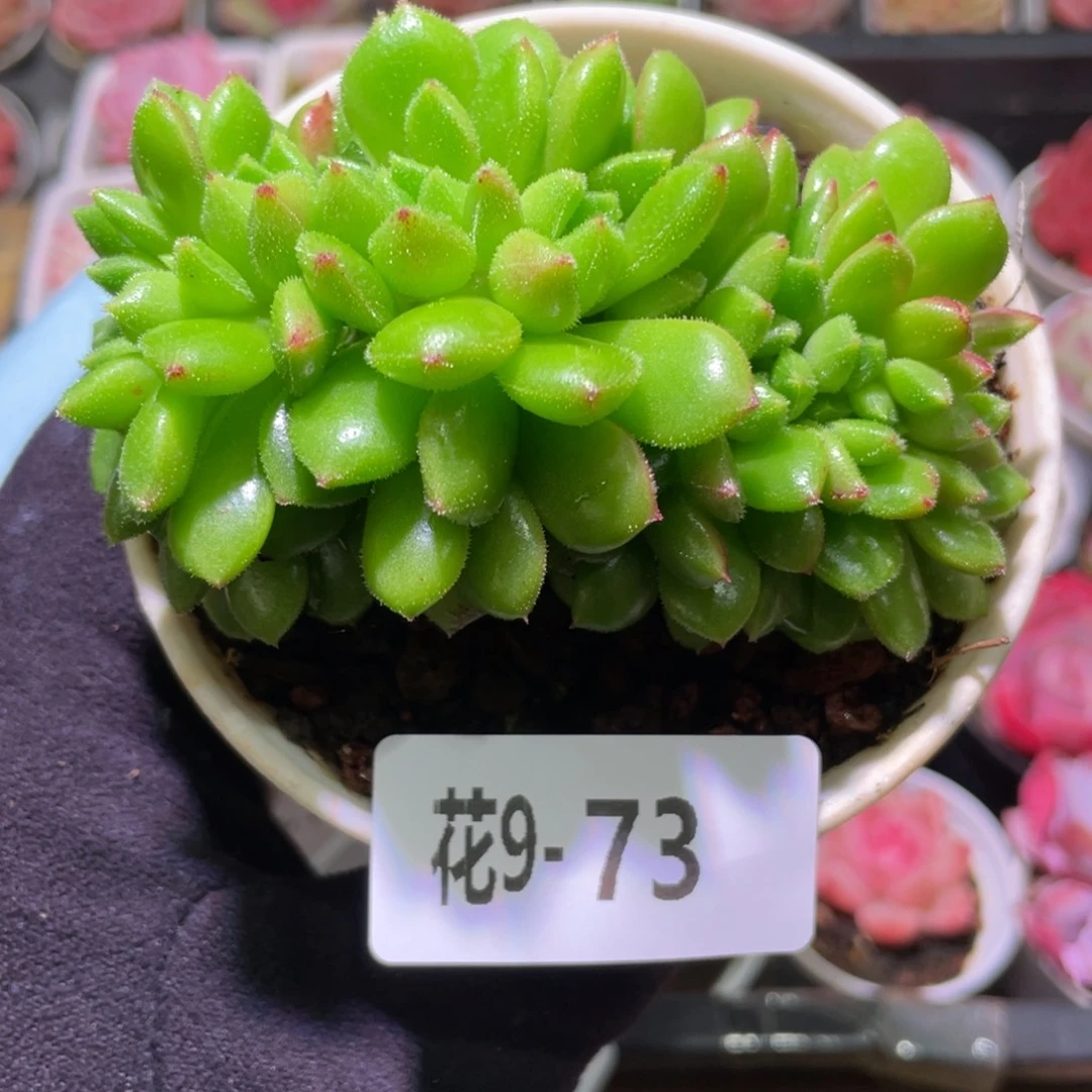 花利美9-73红唇缀化