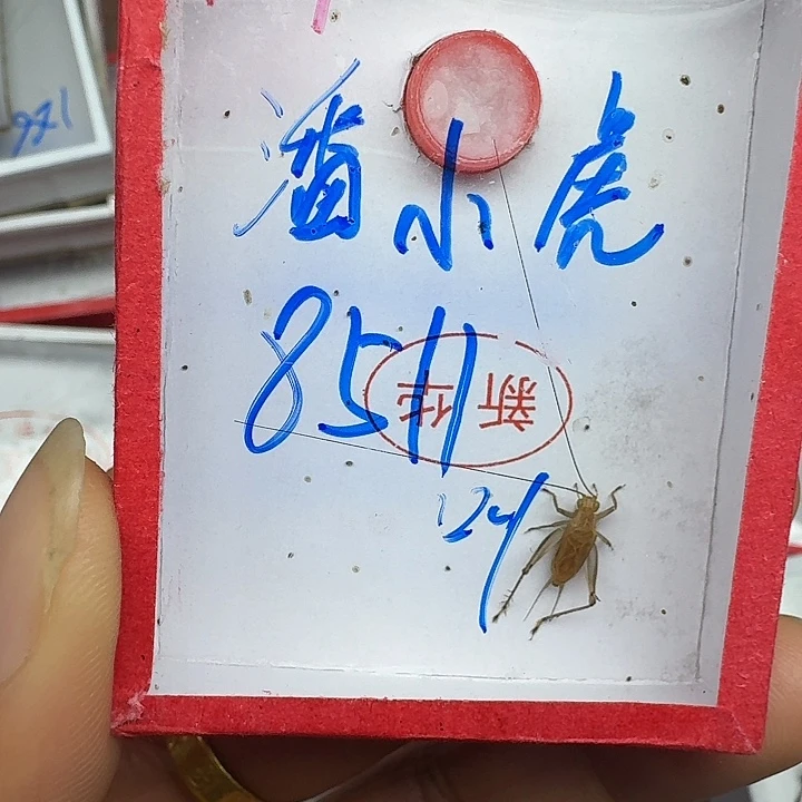 用***4蟋蟀我也不知道11111