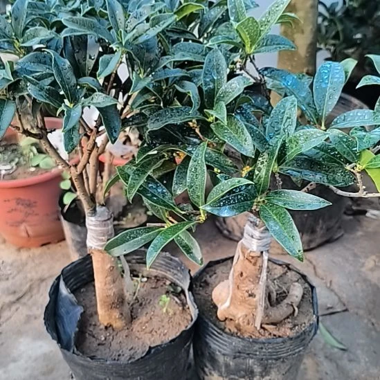 仗***涯完全开放老朱砂桂花陈香