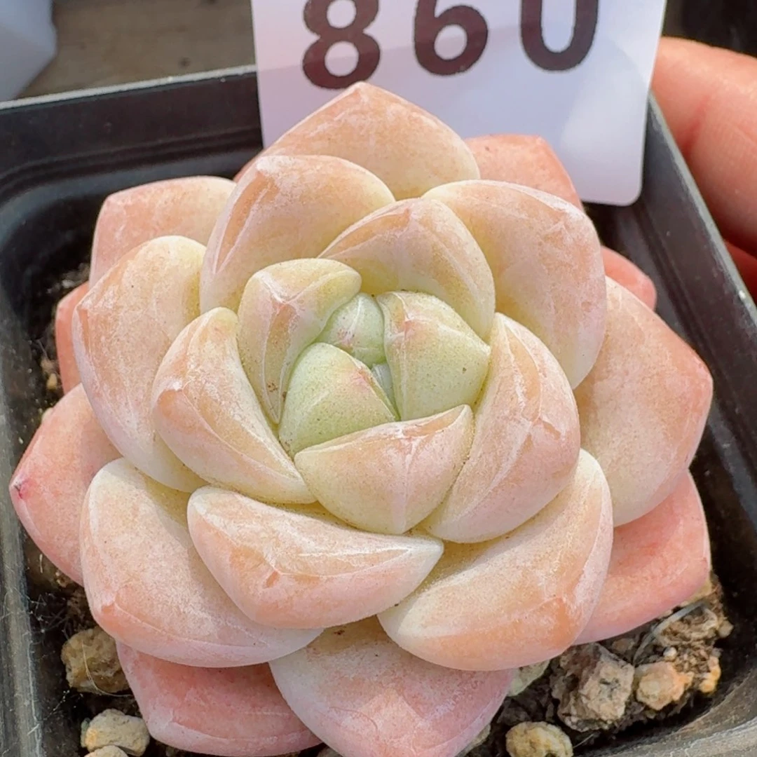 开播福利         多肉植物