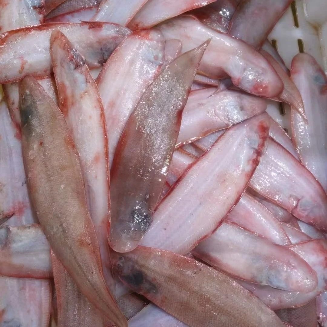 青岛本地野生小舌头鱼新鲜打捞顺丰包邮一斤15-20条左右 嫌小勿拍