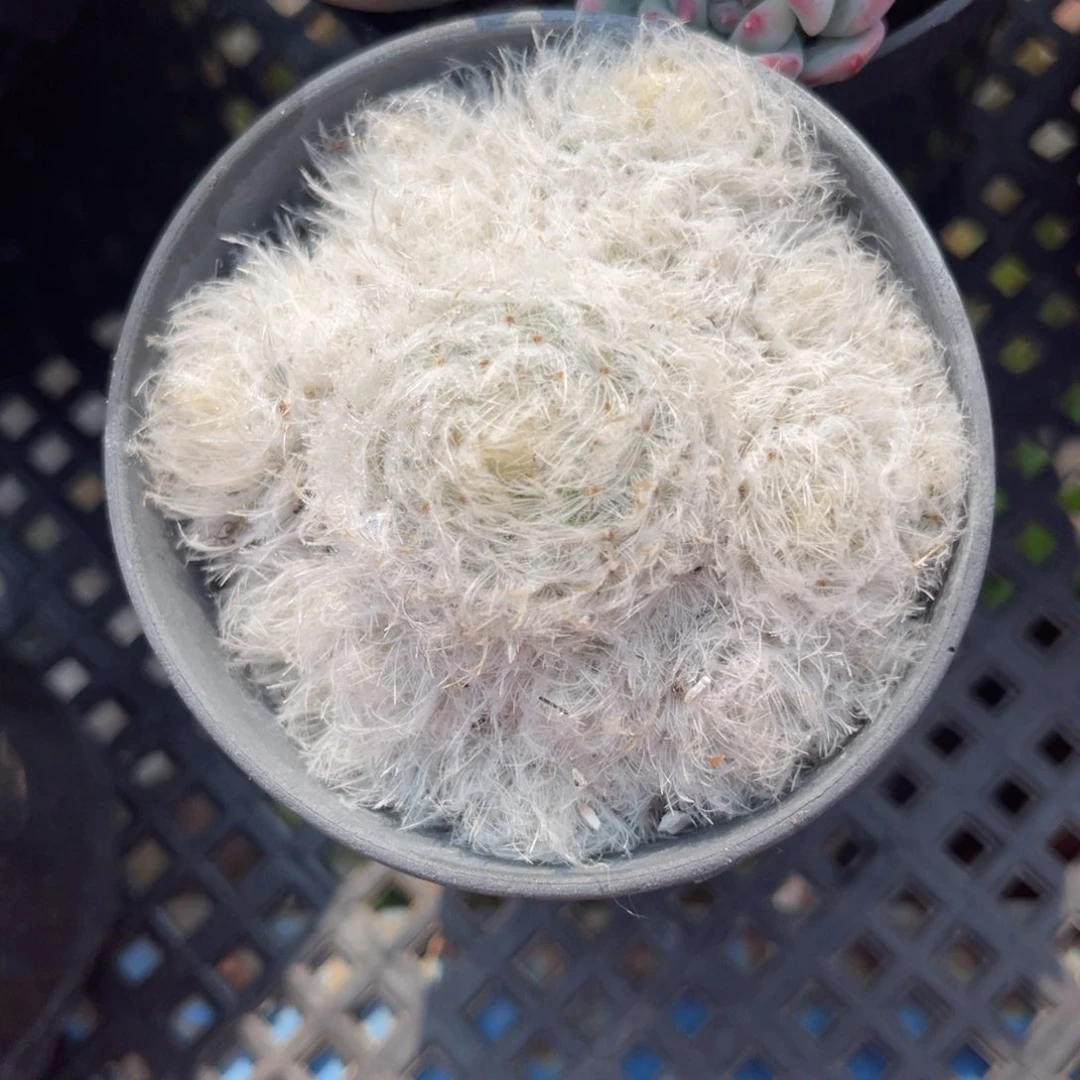 多肉植物一物一拍