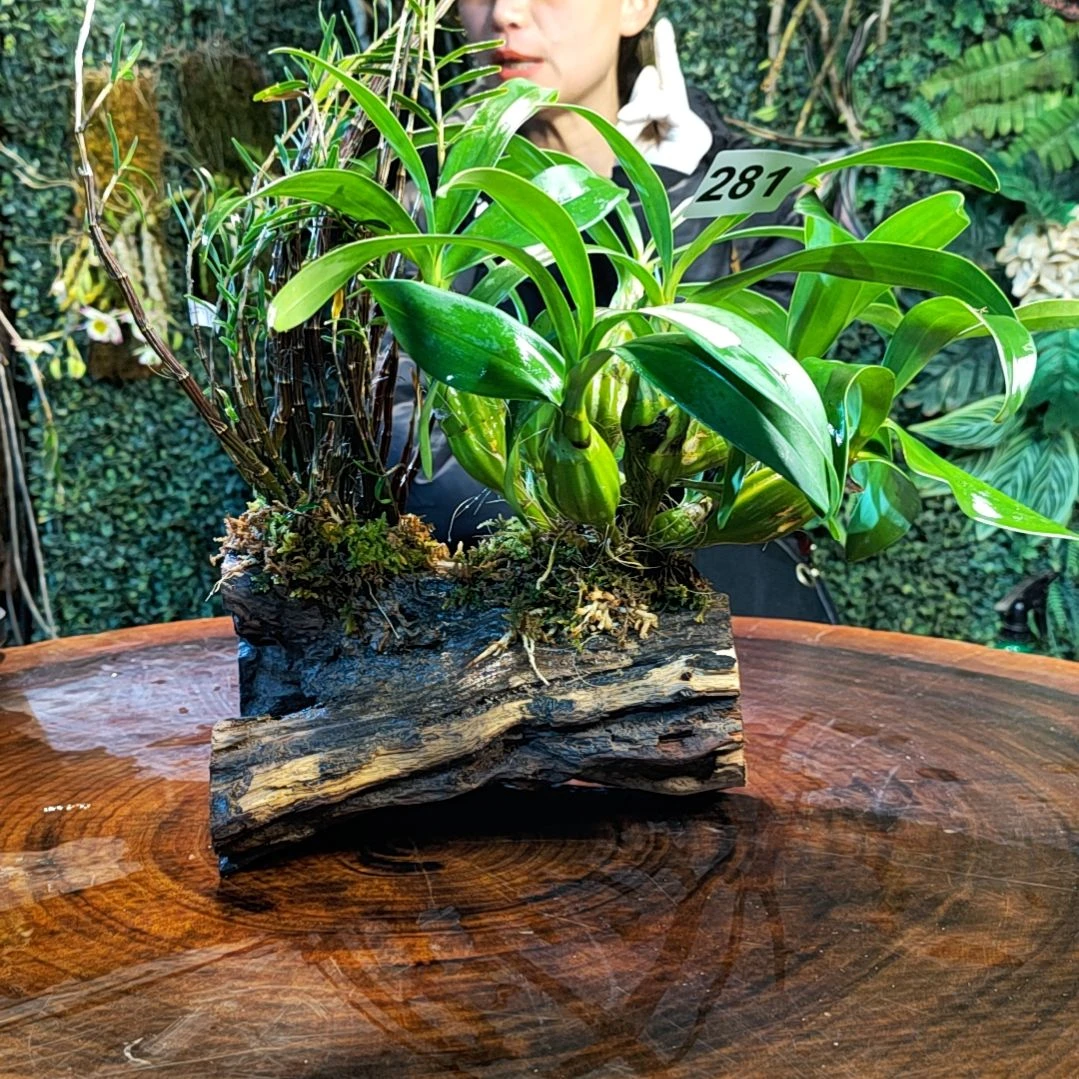 【闪购商品】281鼓槌，姬竹叶花