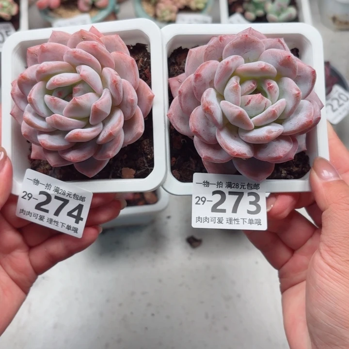 芳****橙梦露多肉多肉植物多肉多